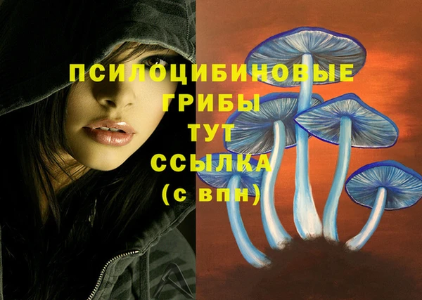 гашик Алексин